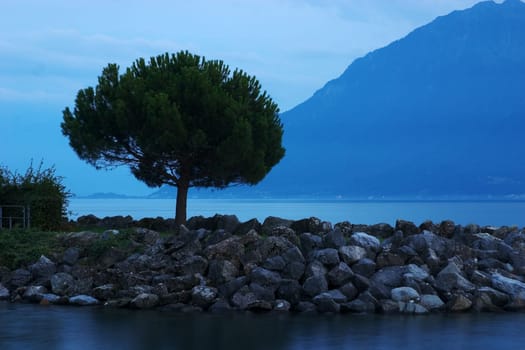 Tree on Lake Geneva 03