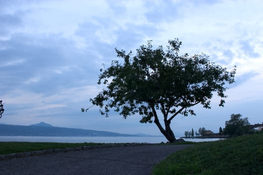 Tree on Lake Geneva 02