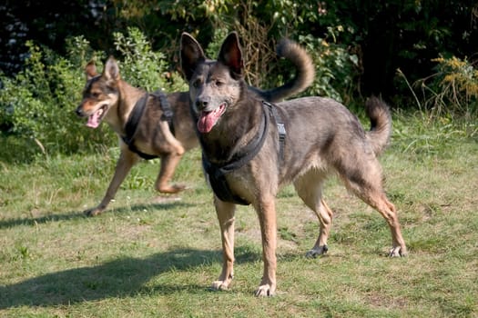 Sheep dogs