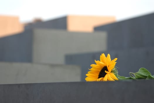 Holocaust Memorial 30