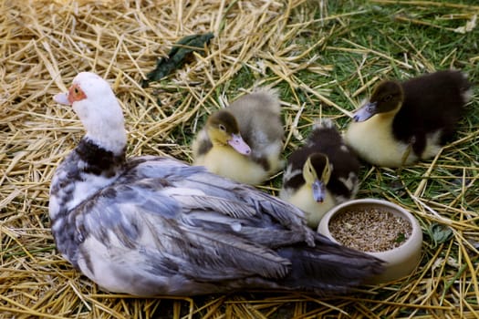 Duck family