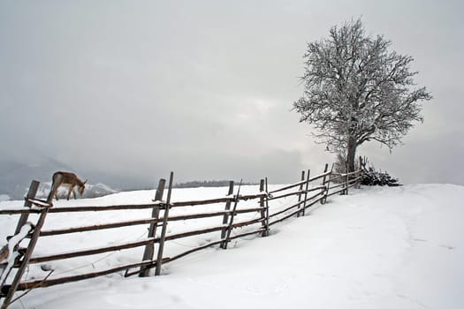in the pasture