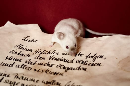 LoveMäuschen