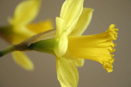 Narcissus
