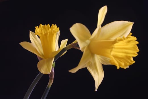 Narcissus