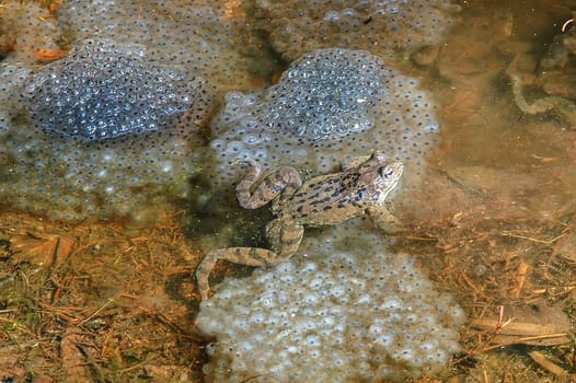 Frogs 2