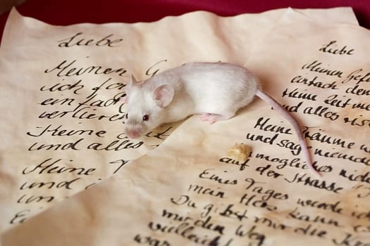 Magic Mouse...