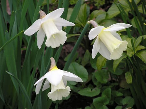 Daffodils