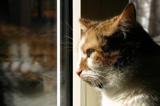 My cat Luzie,who looks longingly out of the window. She is free-roaming and she is still allowed out. I very much hope that because of the bird flu there will not be house arrest for cats everywhere...!
