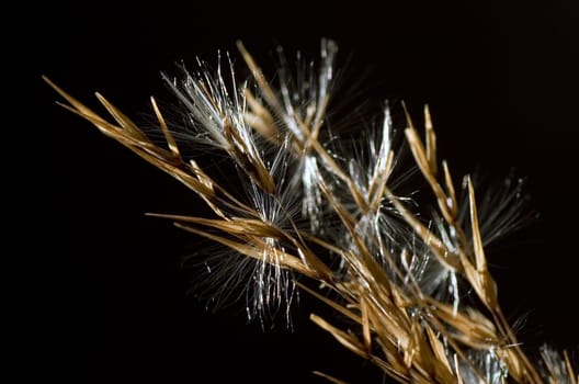 A frond in detail