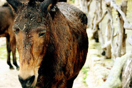 Workhorses on an estate in Spain
