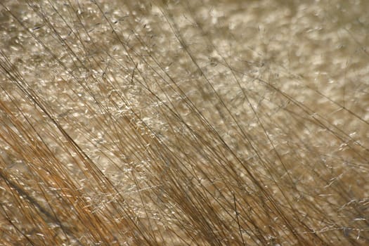 Grasses in the backlight