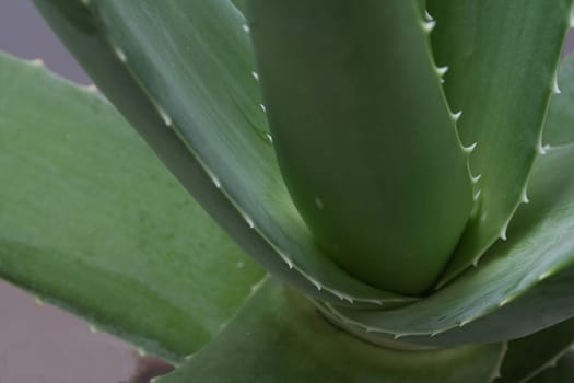 Aloe Vera I