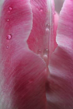 Petals of a pink tulip