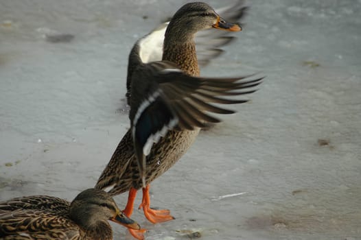Duck Dance