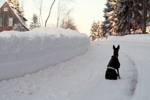waiting for spring