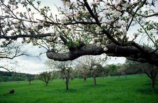 Blooming apple tree