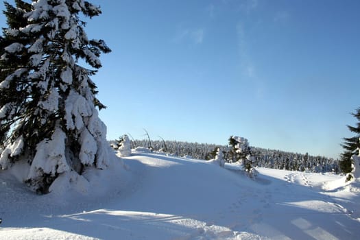 Tracks in the snow