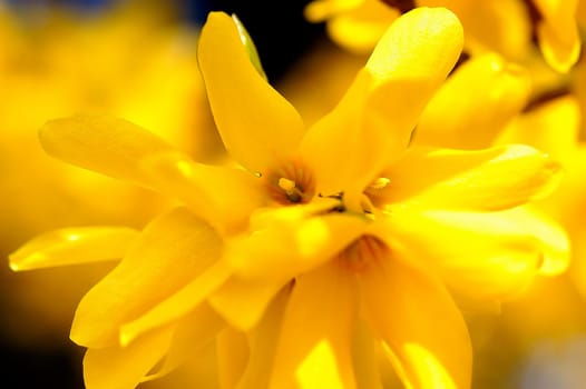 Forsythia