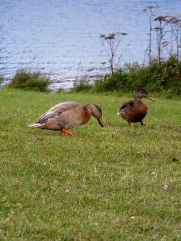 Ducks 1