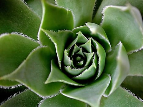 Cactus Blossom 02