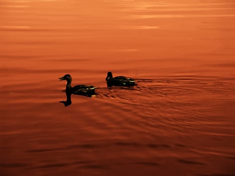Ducks 2
