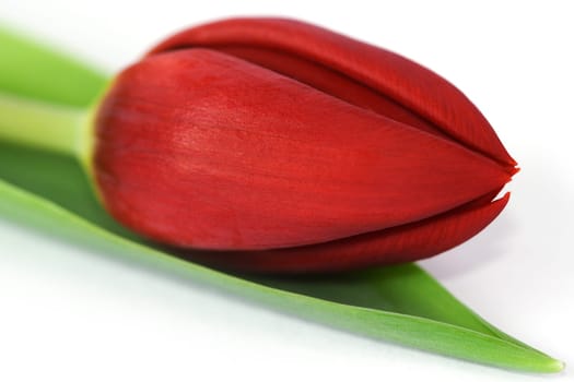 Tulip