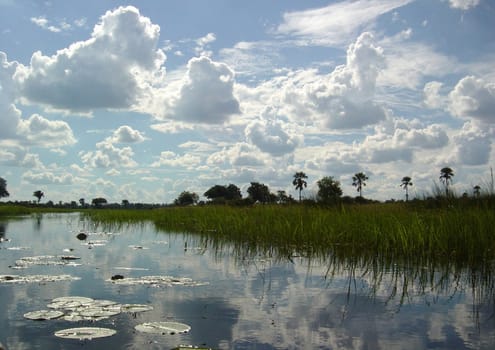 Out and about in the Okavango Delta