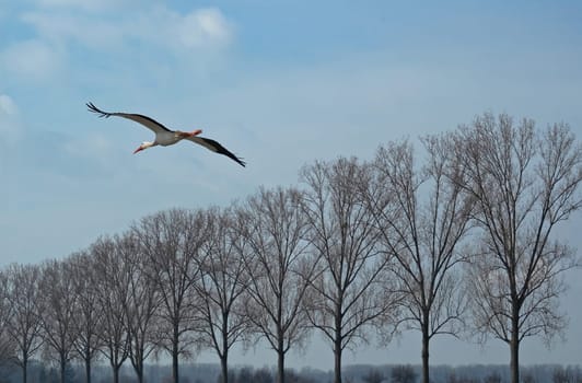 In Biebesheim am Rhein,most of the storks are already back and have already started building their nests and mating.