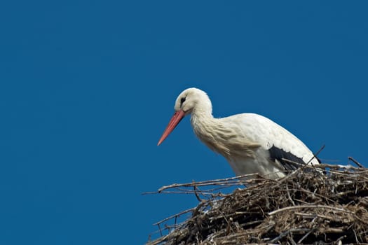 In Biebesheim am Rhein,most of the storks are already back and have already started building their nests and mating. This one is probably waiting for his partner.