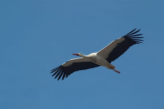 Stork in flight