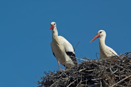 In Biebesheim am Rhein,most of the storks are already back and have already started building their nests and mating.