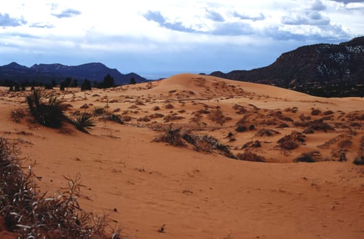 Coral Pink Sand Dunes Utah USA