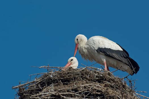 In Biebesheim am Rhein,most of the storks are already back and have already started building their nests and mating.