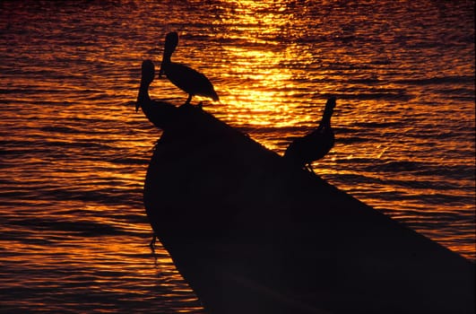 These pelicans had "quartered"" themselves on a fishing boat and were on the lookout for a delicious supper. Taken in the Los Roques archipelago in Venzuela (200mm,Kodakchrome)"