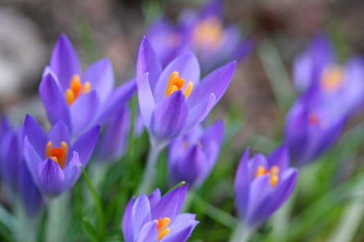 Spring fever