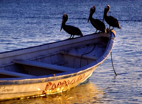 Pelicans in search of food