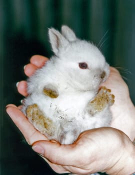 Bunny