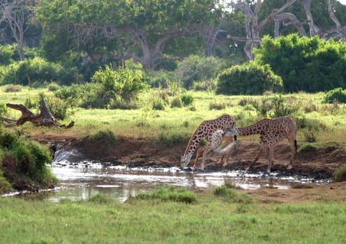 at the waterhole
