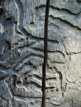 Bark