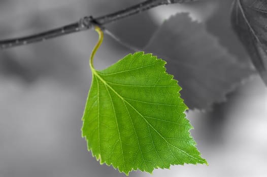 Birch leaf