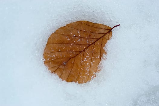 Brown leaf