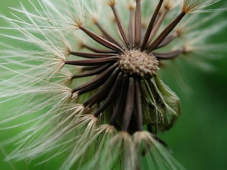 Dandelion 01