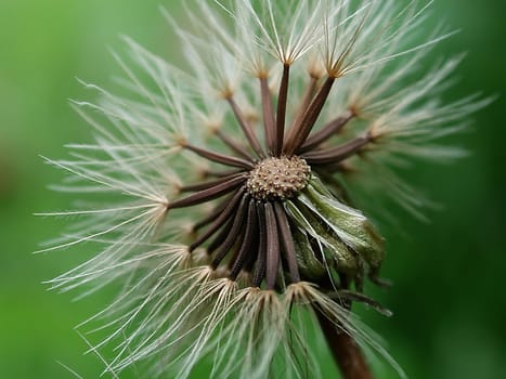 Dandelion 04