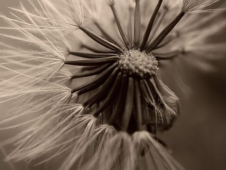 Dandelion 02