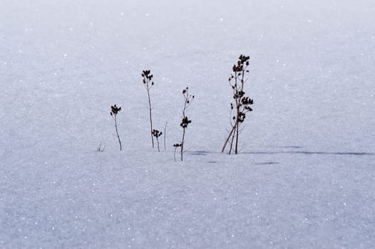 Snow cover
