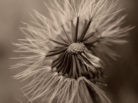 Dandelion 05