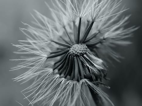 Dandelion 06
