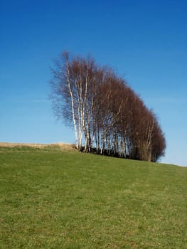 Trellis