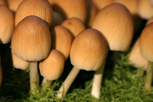 Small mushrooms on green moss cushion